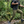 THE EVERYDAY FIELD PANT